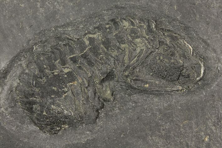 Pyritized Trilobite (Chotecops) Fossil - Bundenbach, Germany #156616